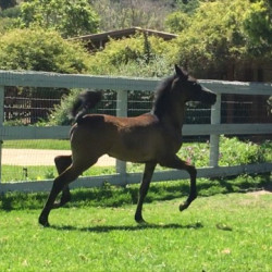 2017leading lady mea filly