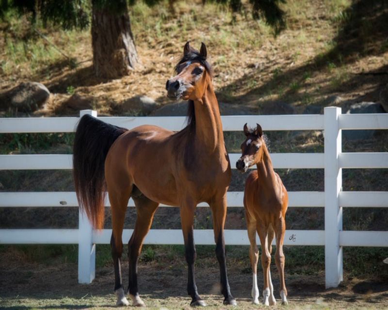 Ala Modina and her 2018 filly, Always And Forever V