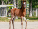 2022 sweet shenandoah v filly