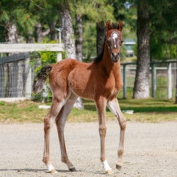 2022 sweet shenandoah v filly