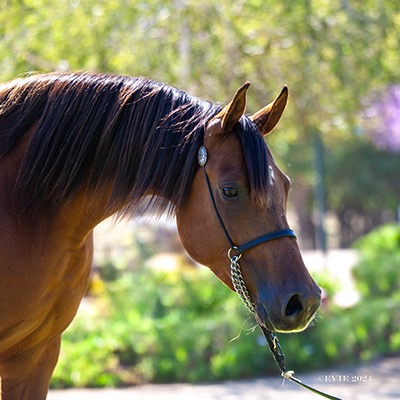 Sweet Shenandoah V