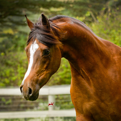 Varian Arabians - For Sale