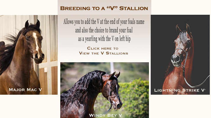 Home - Varian Arabians - Stallions at Stud, Horses for Sale, Major Mac ...