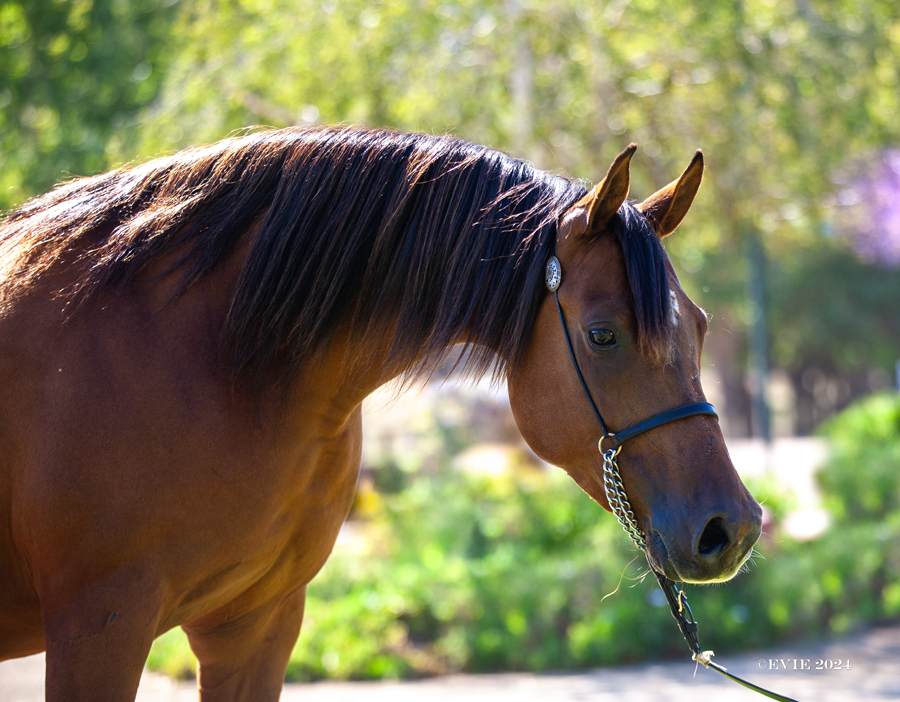 Sweet Shenandoah V